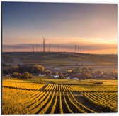 Dibond - Gewassen met Windmolens - 50x50cm Foto op Aluminium (Wanddecoratie van metaal)