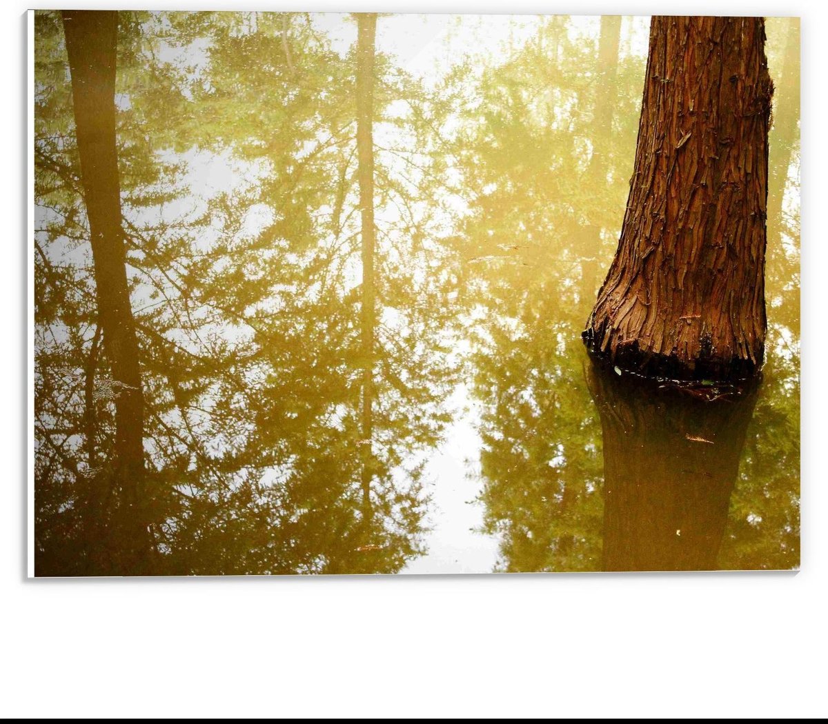 Forex - Boomstam in het Water - 40x30cm Foto op Forex