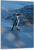 Dibond - Pinguïn in de Sneeuw   - 80x120cm Foto op Aluminium (Wanddecoratie van metaal)