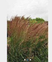 6 x Calamagrostis Acutiflora 'Overdam' - BONT STRUISRIET - pot 9 x 9 cm