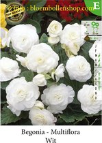 10 knollen BEGONIA MULTIFLORA WIT