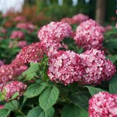 8 x Hydrangea arborescens Ruby Annabelle - Bolhortensia in C3 pot met hoogte 20-40cm