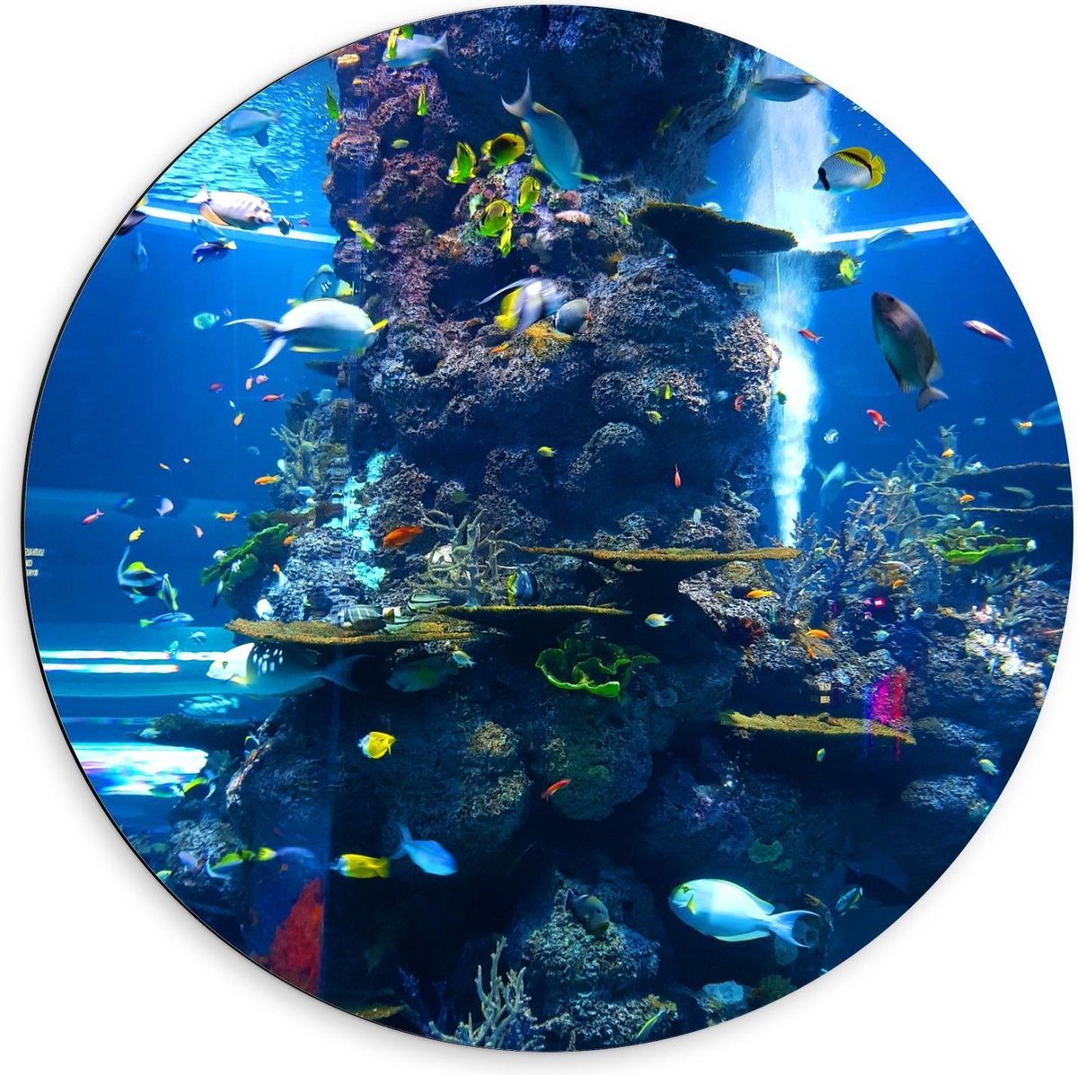 Dibond Wandcirkel - Tropische Vissen in Aquarium  - 60x60cm Foto op Aluminium Wandcirkel (met ophangsysteem)