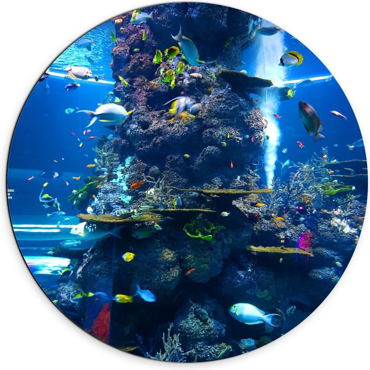 Dibond Wandcirkel - Tropische Vissen in Aquarium - 70x70cm Foto op Aluminium Wandcirkel (met ophangsysteem)