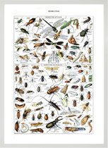 Poster In Witte Lijst - Vintage Insecten - Large 70x50 - Educatief - Biologie - Schoolplaat - Retro