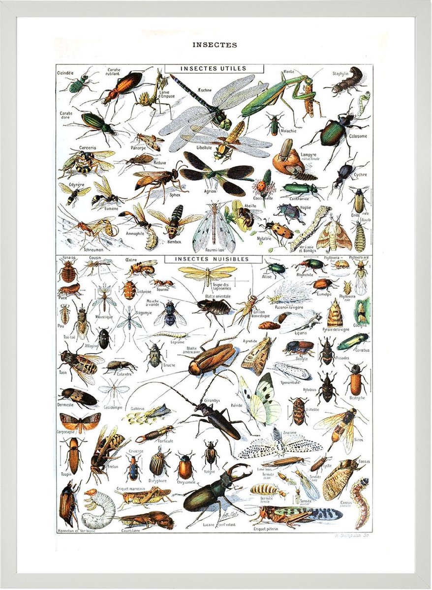 Esque Poster In Witte Lijst - Vintage Insecten - Large 70x50 - Educatief - Biologie - Schoolplaat - Retro