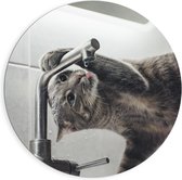 Dibond Wandcirkel - Kat Drinkt Water uit Kraan - 90x90cm Foto op Aluminium Wandcirkel (met ophangsysteem)