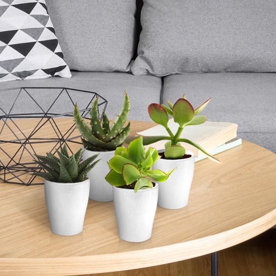 Crassula mix 3 stuks in terra 10,5 cm pot