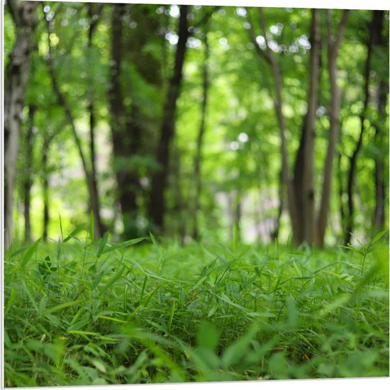 Forex - Champ d'herbe verte dans les Forêts - Photo 80x80cm sur Forex