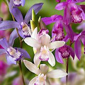 3x Bletilla striata - Aardorchidee paars blauw wit - Mix zomerbloeiers - tuin en balkon - 3 bloembollen