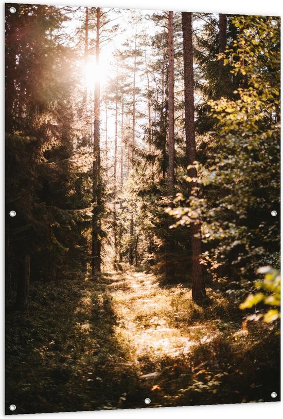 Tuinposter - Lentezon in Bospad - Foto op Tuinposter (wanddecoratie voor buiten en binnen)