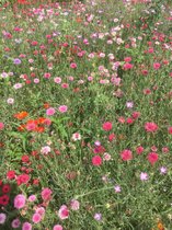 Veldbloemen zaad - Rode en Roze Tinten 100 gram - 50m2 - éénjarig bloemenmengsel