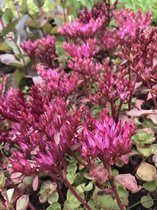 6 x Sedum spurium 'Fuldaglut' - Vetkruid - P9 Pot (9 x 9cm) - Dima Vaste Planten