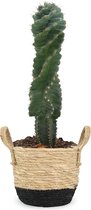 We Love Plants - Cereus Spirales + Mand Mirjam - 55 cm hoog - Cactus