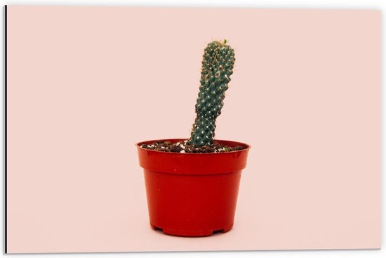 Dibond - Cactus in Rood Potje op Roze Achtergrond - 60x40cm Foto op Aluminium (Wanddecoratie van metaal)