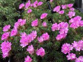 6 x Armeria junip 'Drakes Deep Form' - Engels Gras - P9 Pot (9 x 9cm) - Dima Vaste Planten