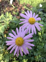 6 x Chrysanthemum rubellum 'Clara Curtis' - Chrysant - P9 Pot (9 x 9cm) - Dima Vaste Planten