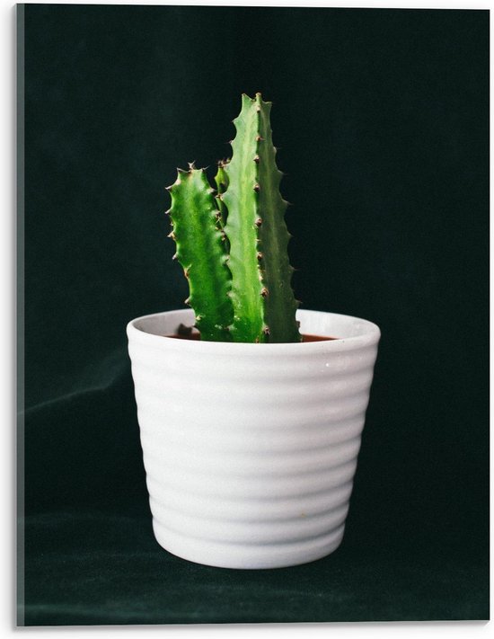 Acrylglas - Groene Cactus in Witte Pot - 30x40cm Foto op Acrylglas (Wanddecoratie op Acrylglas)