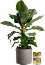 Pokon Powerplanten Bananenplant 80 cm ↕ - Kamerplanten - in Pot (Mica Era, Grijs) - Musa - met Plantenvoeding / Vochtmeter