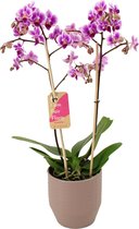 Orchidee van Botanicly – Vlinder orchidee in Zandkleurige keramiek pot 'Eline' als set – Hoogte: 50 cm, 2 takken – Phalaenopsis Pixie