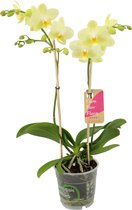 Orchidee van Botanicly – Orchidee – Hoogte: 50 cm, 2 takken – Phalaenopsis Multiflora Green Pixie