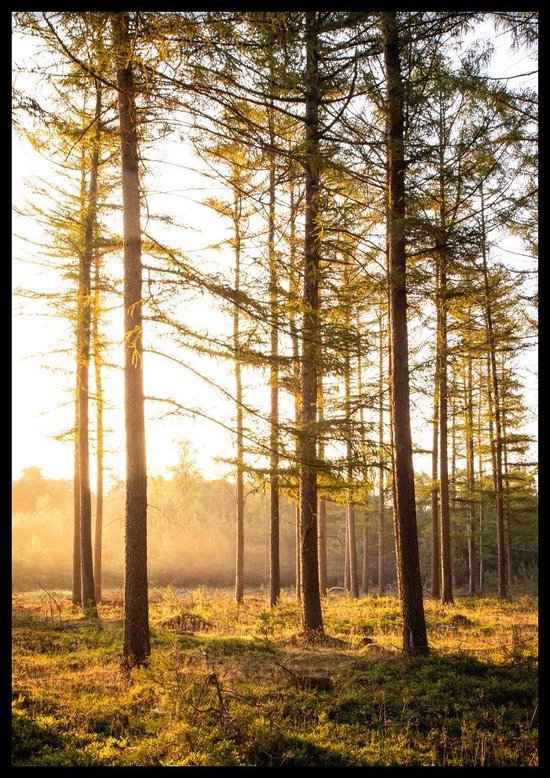 Poster Planken Wambuis Zon - 30x40 cm Met Fotolijst - Natuur Poster - Ingelijst - WALLLL