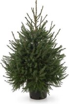 Echte kerstboom Picea Omorika 125 - 150 in pot
