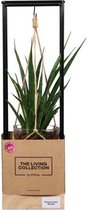 Sanseveria Krikki in Frame | Living Collection