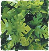 ZooMed - flore naturaliste - phyllo amazonien - petit - plante de terrarium
