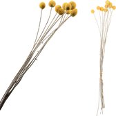 PTMD Dried Flower gele bos craspedia 10pcs