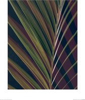 Poster - Dark Tropics Ii Ian Winstanley - 50 X 40 Cm - Multicolor