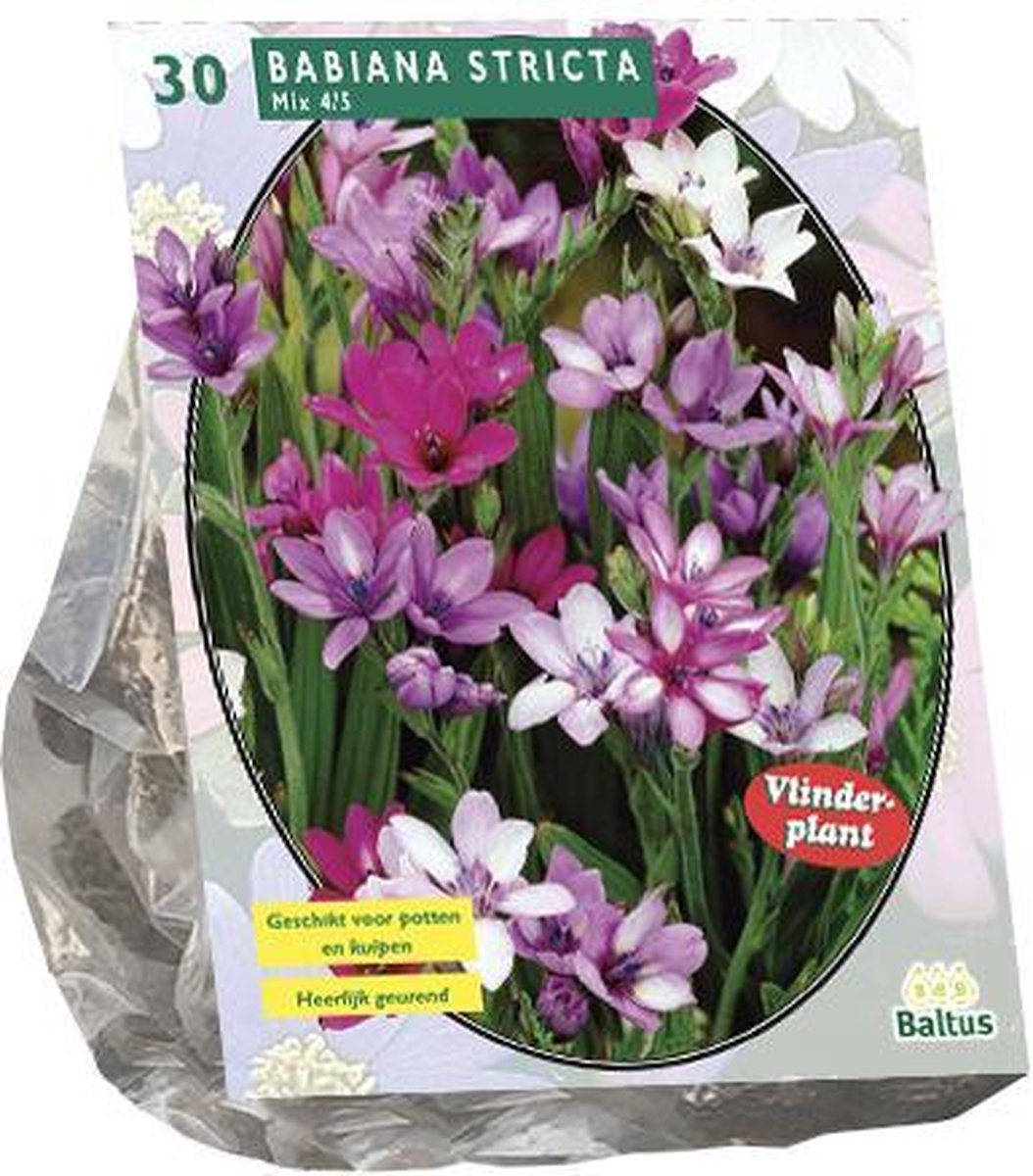 Babiana Stricta Mix (Vlinderplant) per 30 verpakt | Baltus Bloembollen | Vlinders | Zomerbloeier
