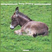 Baby Donkey 2021 Wall Calendar