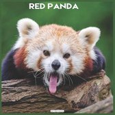 Red Panda 2021 Wall Calendar