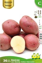 36 x plant aardappel DESIREE - solanum tuberosum - plantaardappel - pootaardappel