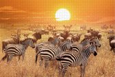 Zebra op Afrikaanse Savanne – Moeilijke Puzzel 1500 Stukjes | Natuur Wild – Zebra Puzzel