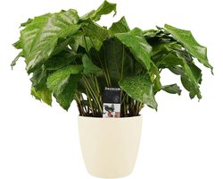 Calathea Network met Elho brussels soap - Hoogte 50cm Potmaat 17 - Bektas Plants