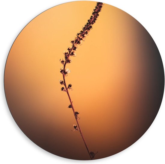 Dibond Wandcirkel - Bruine Smalle Plant met Oranje Achtergrond - 80x80cm Foto op Aluminium Wandcirkel (met ophangsysteem)