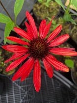 6 x Echinacea p. 'Hot Summer' - Zonnehoed - P9 Pot (9 x 9cm) - Dima Vaste Planten