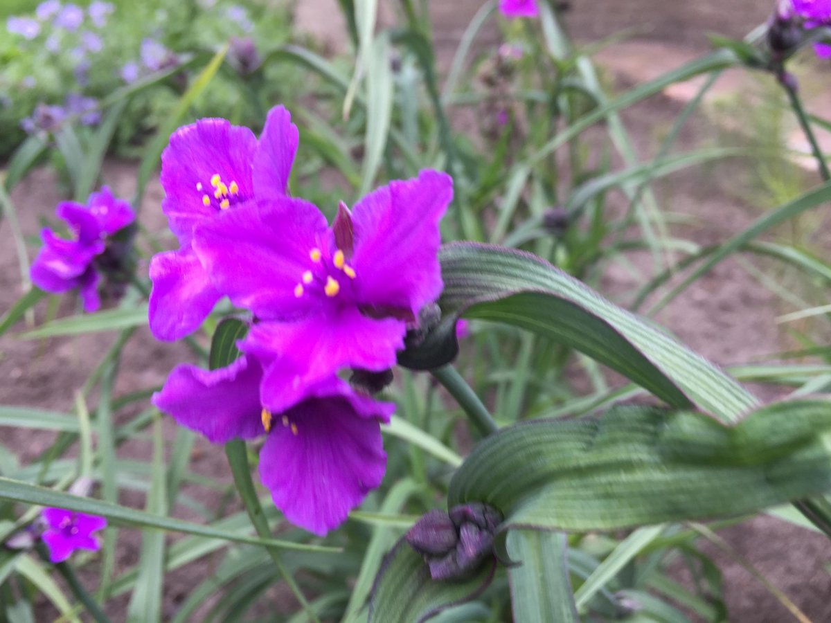 6 x Tradescantia 'Concord Grape' - Eendagsbloem - P9 Pot (9 x 9cm) - Dima Vaste Planten