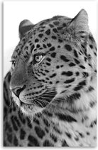 Made on Friday - Poster African Leopard  40 x 50 cm -  ( 250 gr./m2)