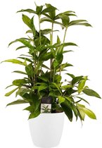 Dracaena Surculosa met Elho brussels white