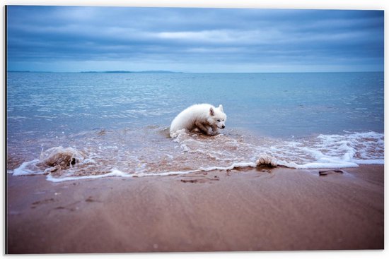 Dibond - Witte Hond in de Zee - 60x40cm Foto op Aluminium (Met Ophangsysteem)