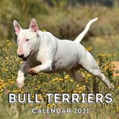Bull Terriers