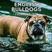 English Bulldogs