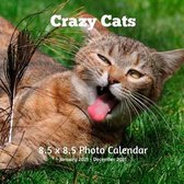 Crazy Cats 8.5 X 8.5 Calendar January 2021 -December 2021