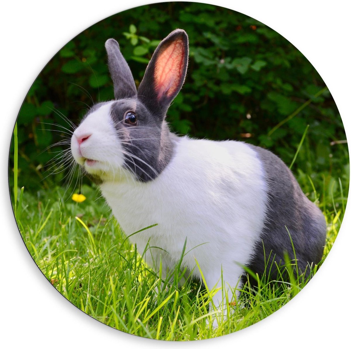 KuijsFotoprint Dibond Wandcirkel - Zwart/Wit Konijn in het Gras - 80x80cm Foto op Aluminium Wandcirkel (met ophangsysteem) Groen