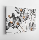 Garden flowers on stems, black and white petals, white background. cosmos buds. - Modern Art Canvas - Horizontal - 1524028472 - 115*75 Horizontal