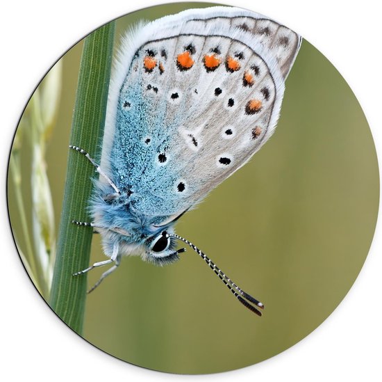 Foto: Dibond wandcirkel blauwkleurige vlinder op groene plant 70x70cm foto op aluminium wandcirkel met ophangsysteem 