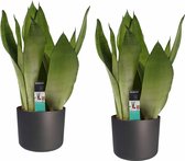 Hellogreen Kamerplant - Set van 2 - Sanseveria Moonshine - 50 cm - Elho B.For Soft antraciet